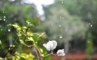 梅雨
