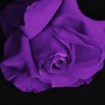 バラ紫1